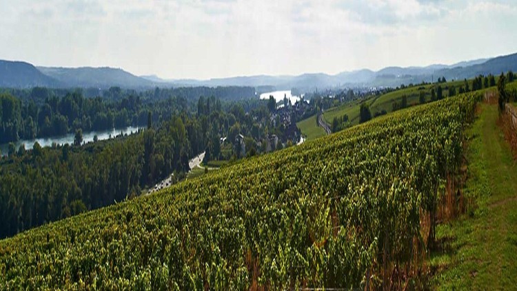 Grüne Weinberge erstrecken sich hügelig bis zum Horizont, mit Blick auf einen Fluss, Wälder und eine kleine Siedlung.