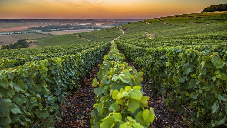Weinreben in langen Reihen auf einem hügeligen Feld bei Sonnenuntergang mit Blick auf eine ländliche Landschaft.