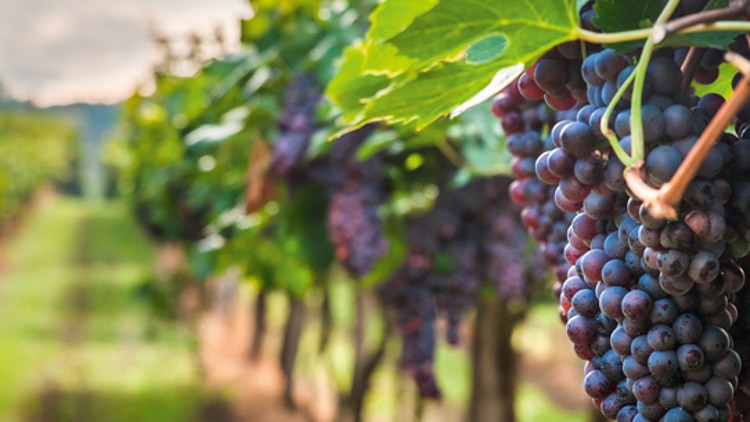 Reife blaue Trauben hängen an Weinreben, die in Reihen auf einem grünen Weinberg stehen.