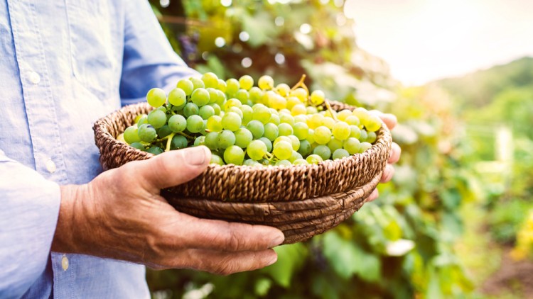Person hält einen Korb mit frischen grünen Weintrauben inmitten eines Weinbergs bei Sonnenschein.
