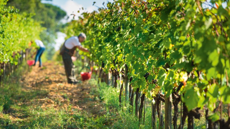 Menschen ernten mit roten Körben Trauben in einem sonnigen Weinberg, umgeben von grünen Reben und Gräsern.