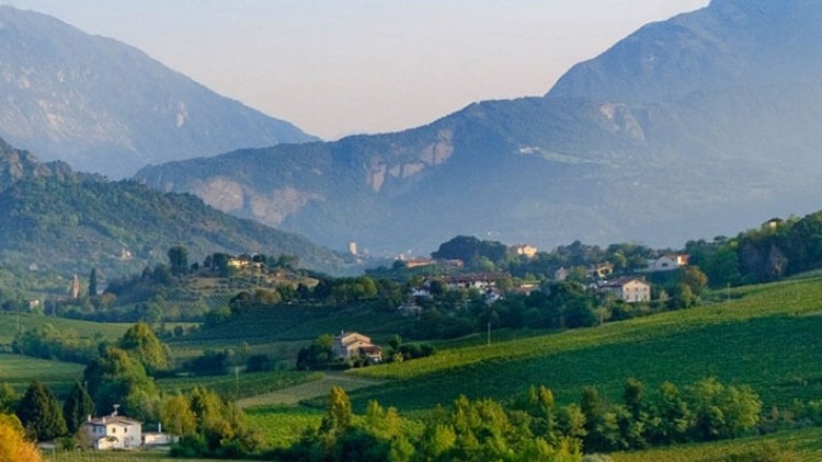 Grüne Hügellandschaft mit Weinreben, vereinzelten Häusern und bewaldeten Flächen vor Bergen und bewölktem Himmel.