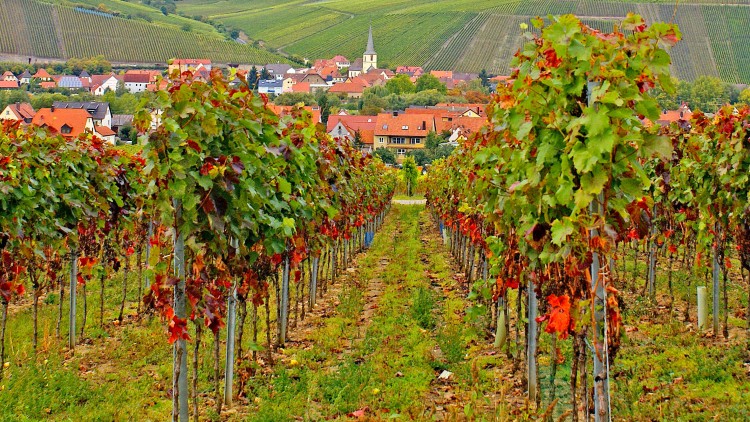 Reihen von Weinreben mit grün-roten Blättern erstrecken sich vor einem Dorf mit roten Dächern und einer Kirche, umgeben von Weinbergen.
