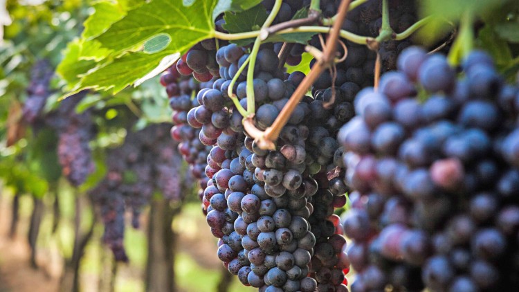 Reife dunkelrote Weintrauben hängen an Rebstöcken in einer sonnenbeschienenen Weinberglandschaft.