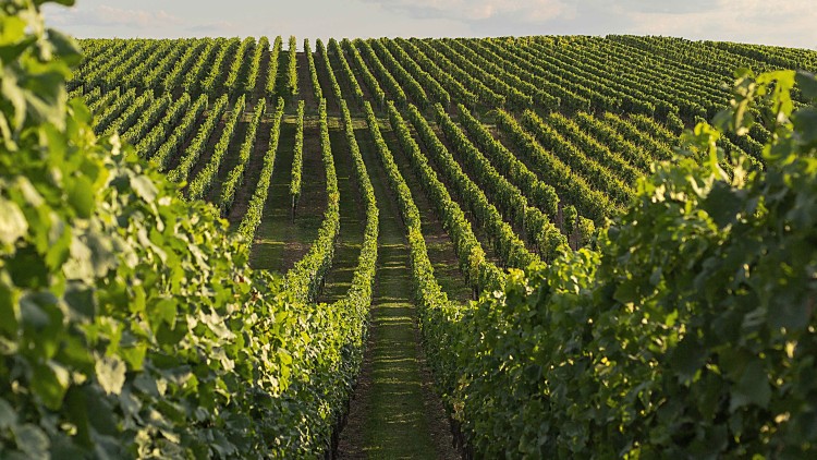 Ein weitläufiger Weinberg mit parallel verlaufenden Reihen von grünen Rebstöcken und dichter Blattvegetation.
