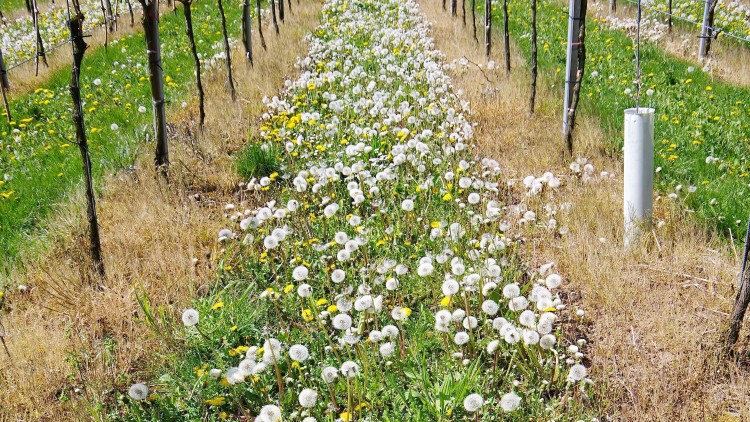 Reihen von Weinstöcken mit einer Wiese aus blühendem Löwenzahn und Pusteblumen zwischen den Pflanzreihen.