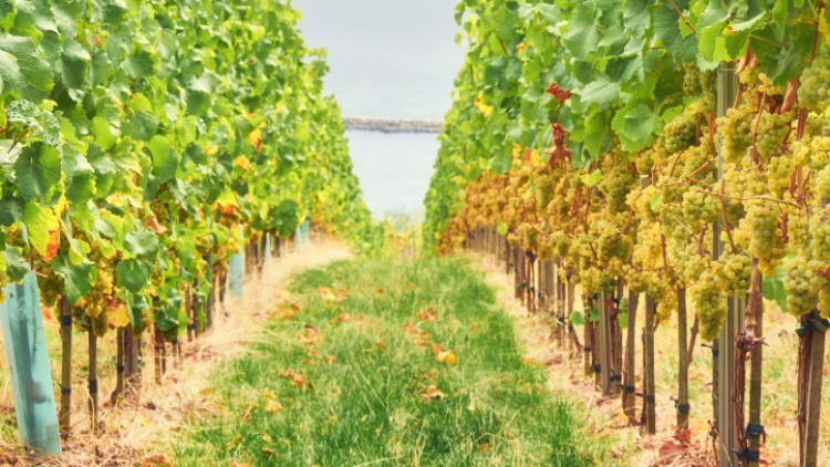 Reihen von grünen Weinreben mit reifen gelbgrünen Trauben wachsen auf einem grasbewachsenen Feld, im Hintergrund Wasser.