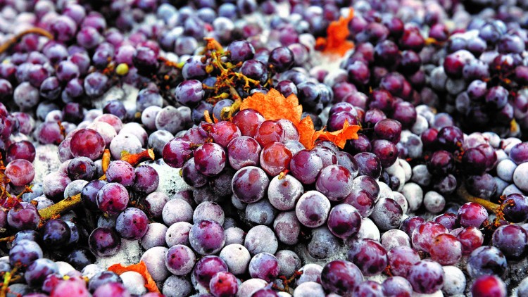 Rote und violette Weintrauben mit Raureif, teilweise an Zweigen, liegen auf hellem Untergrund mit vereinzelten Herbstblättern.