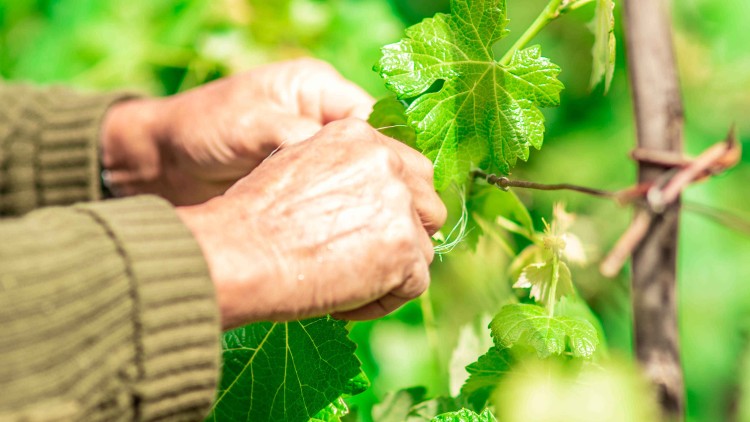 Zwei Hände in grüner Strickjacke binden grüne Weinreben an einen Holzstab, umgeben von hellem Blattwerk.