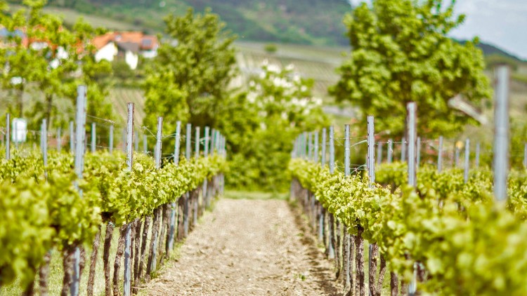 Ein Weinberg mit grünen Rebstöcken in langen Reihen, im Hintergrund ein Hügel mit einer Burg und blauer Himmel mit Wolken.