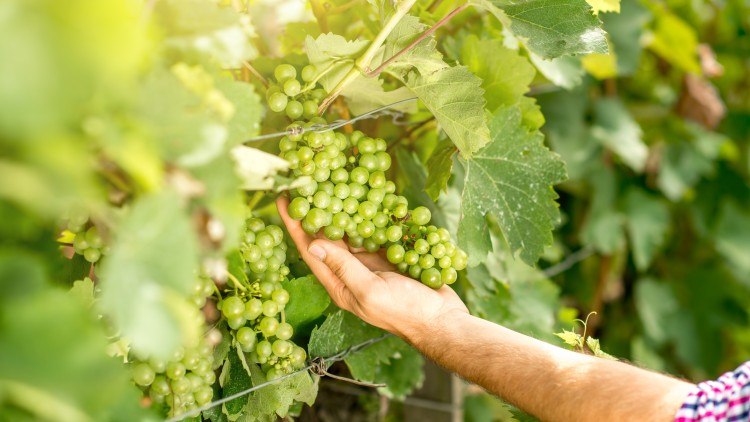 Eine Hand hält eine Traube mit grünen Weinbeeren inmitten von Weinreben mit grünen Blättern.