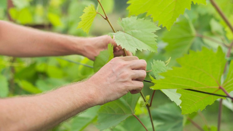Zwei Hände binden einen jungen Weinstock mit grünen Blättern an einen dünnen Stützstab in einer grünen Umgebung fest.