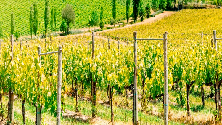 Reihen von Weinreben mit grünen Blättern stehen auf einem sonnigen Hang vor einer ländlichen Landschaft mit Bäumen.
