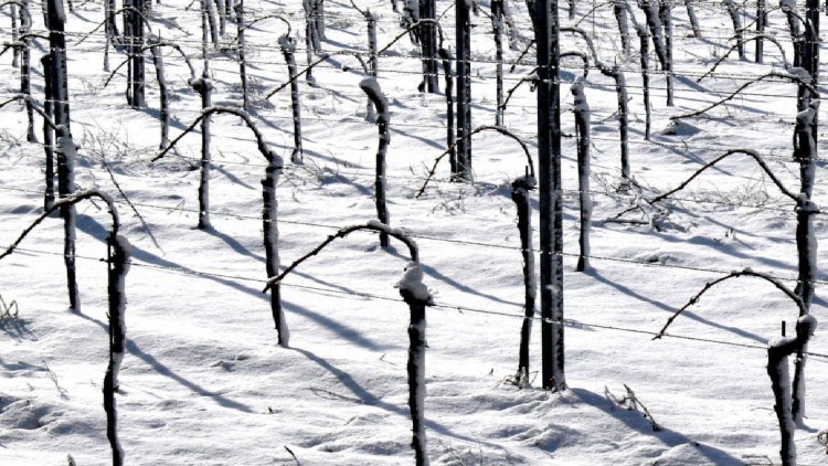 Schneebedeckte Weinreben mit kahlen Ästen und Stützpfosten stehen in Reihen unter klarem Winterhimmel.