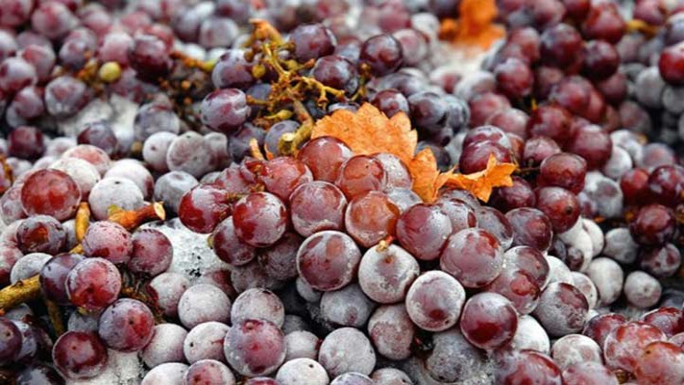 Reife, rot-violette Trauben mit Frostschicht liegen dicht beieinander, zwischen den Früchten sind vereinzelte orangefarbene Blätter.