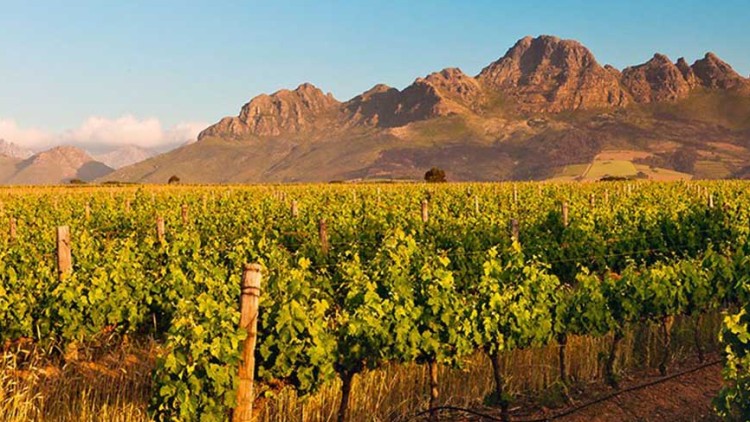 Weinberg mit grünen Reben im Vordergrund, dahinter eine Hügel- und Berglandschaft unter klarem, blauem Himmel.
