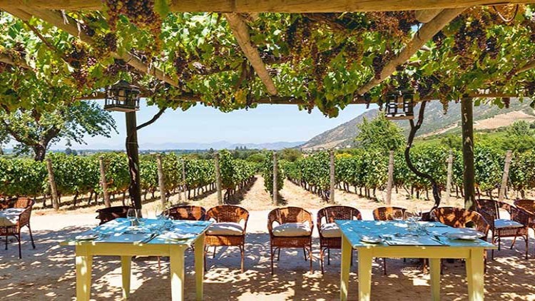 Überdachte Terrasse mit Weinranken, gedeckten Tischen und Stühlen, Blick auf einen sonnigen Weinberg und Berge im Hintergrund.