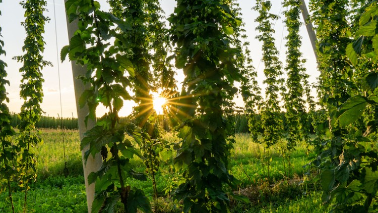 Reihen von Hopfenpflanzen wachsen an Gerüsten in einem sonnigen Feld mit grünem Gras und niedrigem Bewuchs.