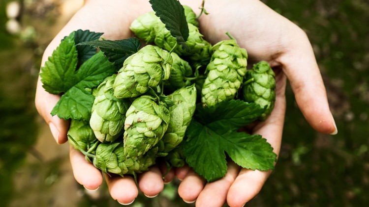Zwei geöffnete Hände halten frische grüne Hopfenzapfen mit Hopfenblättern.
