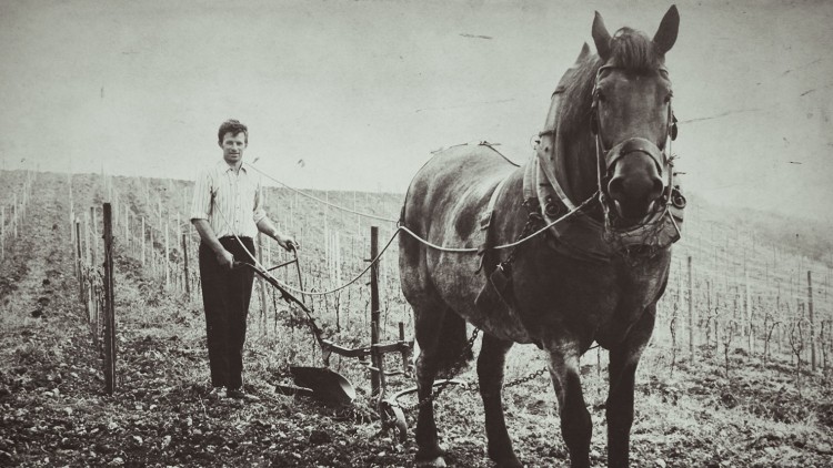 Eine Person führt ein Pferd mit Pflug durch Reihen von Weinreben auf einem Feld.