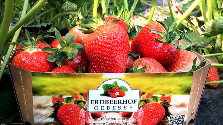 Rote Erdbeeren in einer Pappschale mit der Aufschrift „Erdbeerhof Gebesee“, umgeben von grünen Erdbeerpflanzen.
