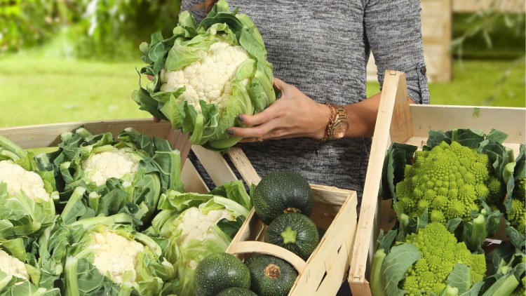 Kisten mit Blumenkohl, runden Zucchini und Romanesco stehen auf einem Tisch vor einem grünen, natürlichen Hintergrund.