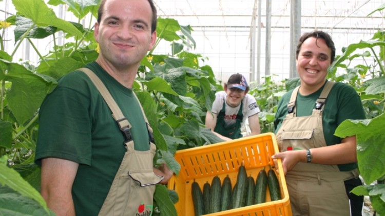 Personen in grünen Shirts und Latzhosen stehen in einem Gewächshaus und halten eine gelbe Kiste mit Gurken.
