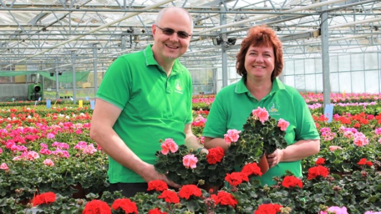 Zwei Personen in grünen Poloshirts halten blühende Geranien in einem großen Gewächshaus mit vielen Blumen.