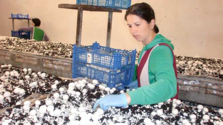 Person in grüner Kleidung und blauen Handschuhen erntet weiße Champignons auf einer Pilzzucht mit blauen Plastikkisten.