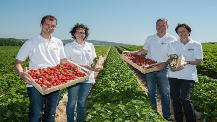 Vier Personen in weißen Oberteilen halten Erdbeerkisten und Spargelbündel auf einem Erdbeerfeld mit klarem Himmel.