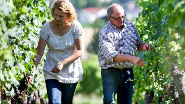 Zwei Personen gehen zwischen Reihen von Weinreben mit grünem Laub durch eine sonnige Landschaft.