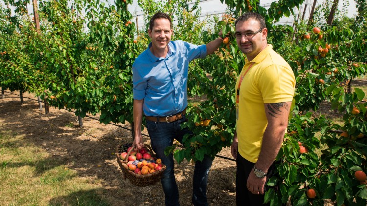Zwei Personen stehen in einer Obstplantage, eine hält einen Korb mit geernteten Aprikosen, Bäume tragen reifes Obst.