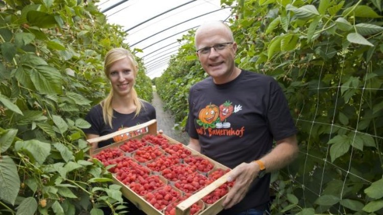 Zwei Personen halten in einem Gewächshaus eine Holzkiste mit mehreren Schalen voller frischer roter Himbeeren.