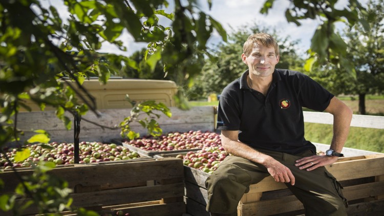 Mann sitzt auf einem Anhänger mit Holzkisten voller roter und grüner Äpfel in einer Obstplantage, umgeben von Bäumen.