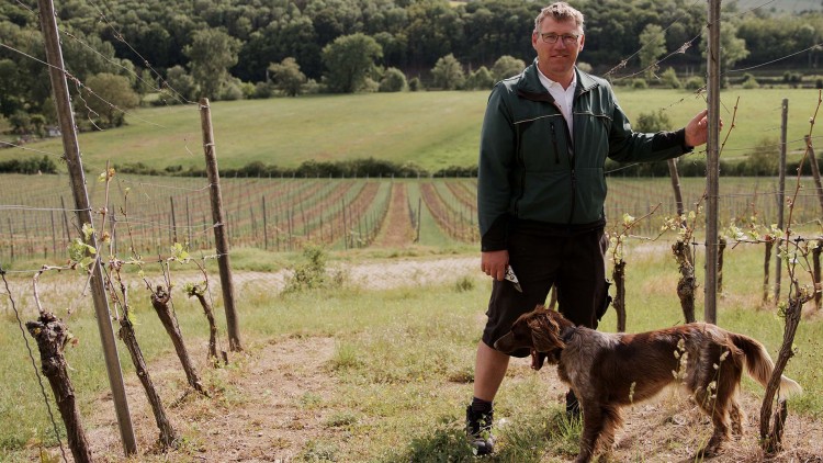 Person steht zwischen Weinreben inmitten einer hügeligen Landschaft mit Wiesen und Wald, neben der Person ist ein Hund.