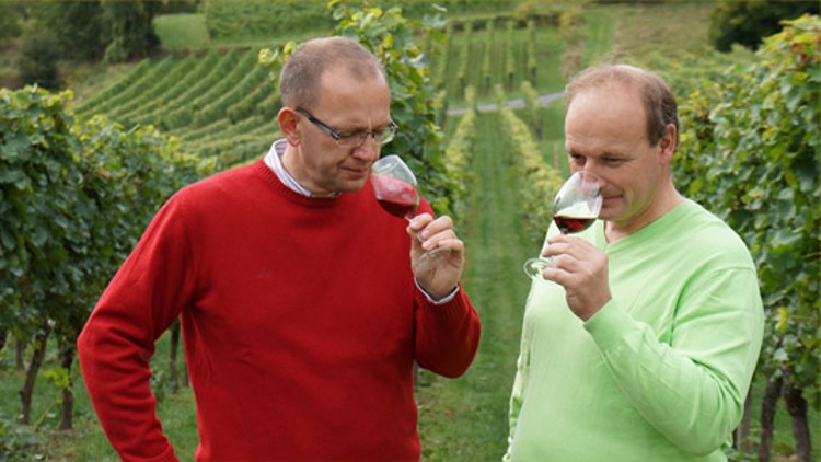 Zwei Personen in roten und grünen Pullovern probieren Rotwein in einem Weinberg mit grünen Rebreihen im Hintergrund.