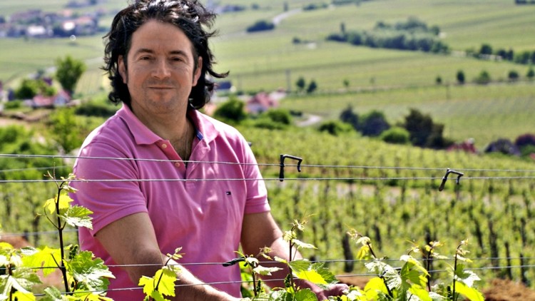 Eine Person in rosa Polohemd steht in einem Weinberg und hält Reben mit grünen Blättern in den Händen.