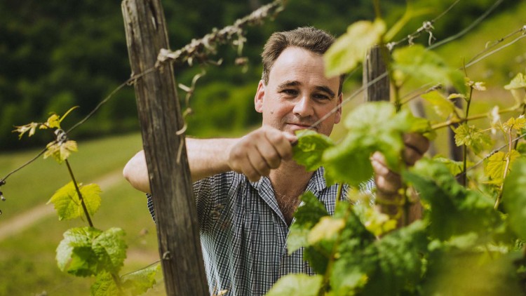 Person in kariertem Hemd arbeitet an einem Weinstock mit grünen Blättern und einem Holzpfosten im Hintergrund.