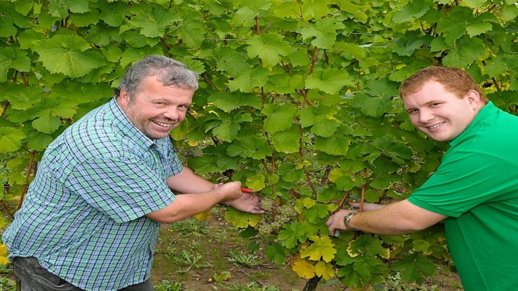 Zwei Personen ernten grüne Weintrauben von einer Weinrebe, die von großen grünen Blättern umgeben ist.