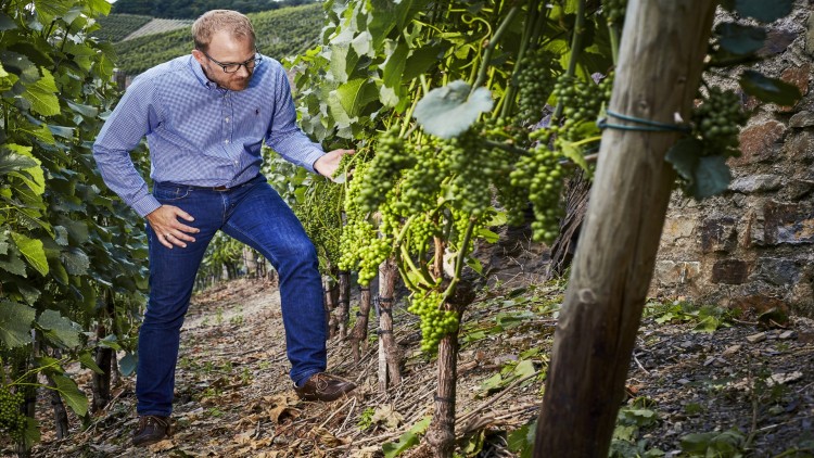 Person in Jeans und Hemd prüft grüne Trauben an einem Weinstock in einem Weinberg mit Hanglage und Steinmauer im Hintergrund.