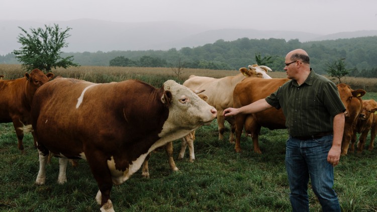 Eine Gruppe brauner und weißer Kühe steht auf einer grünen Wiese, während eine Person eine Kuh leicht am Kopf berührt.