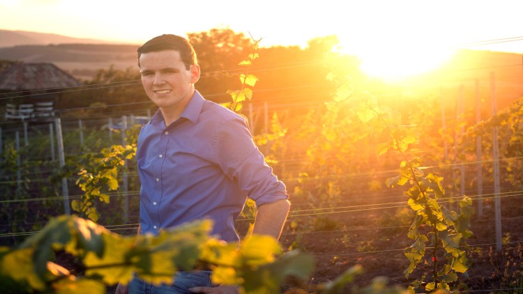 Person in blauem Hemd steht in einem Weinberg bei Sonnenuntergang, umgeben von Reben und goldenem Licht.