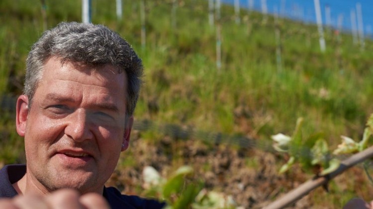 Ein Mensch arbeitet an einem verholzten Rebstock mit frischen Blättern, im Hintergrund ein Weinberg mit blauen Himmel.