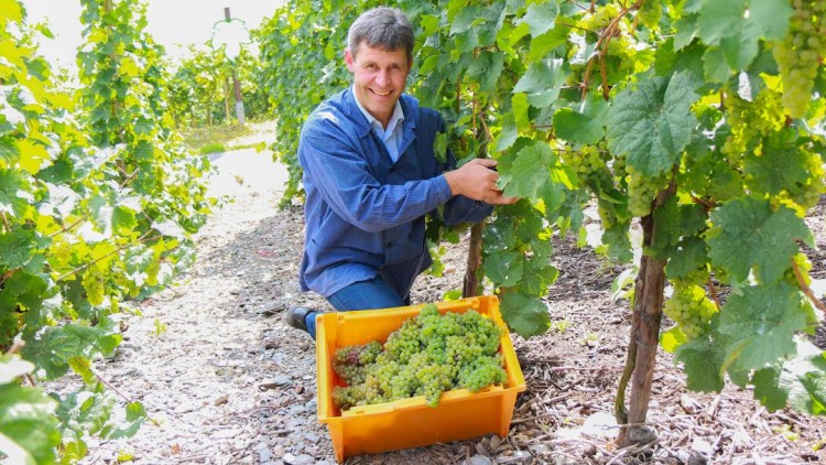 Person in blauer Kleidung erntet grüne Weintrauben, die in einer gelben Kiste neben ihr gesammelt werden, in einem Weinberg.