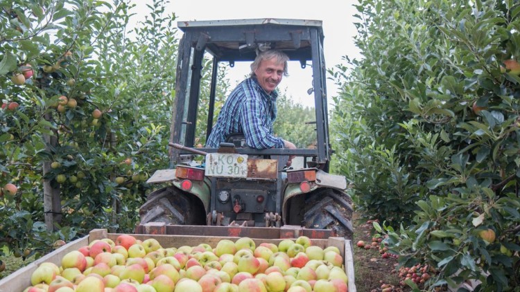 Ein Traktor transportiert eine Holzkiste voller rot-grüner Äpfel durch eine Reihe von Apfelbäumen.