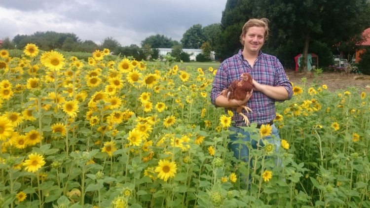 Person steht in einem Feld mit blühenden Sonnenblumen und hält ein braunes Huhn in den Händen, im Hintergrund Bäume und ein Haus.