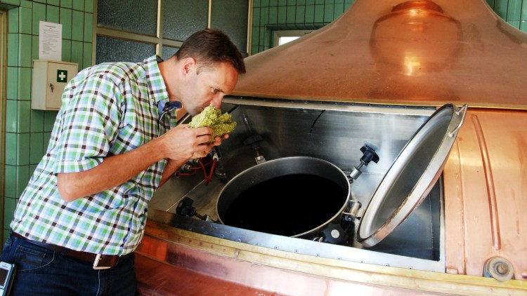 Ein Mann in kariertem Hemd hält grünen Hopfen vor einen kupfernen Braukessel in einer Brauerei mit grünen Fliesenwänden.