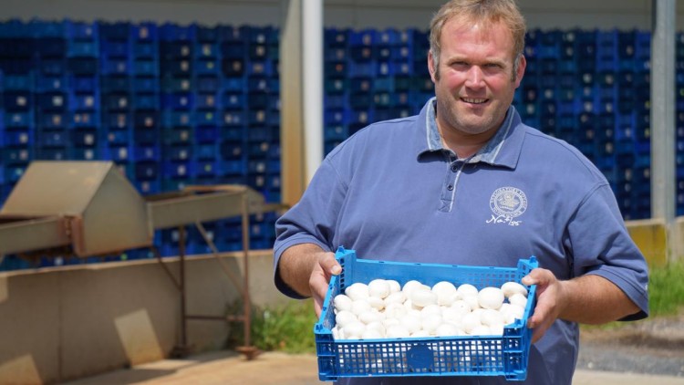 Person hält eine blaue Kiste mit weißen Champignons vor einem Hintergrund mit gestapelten blauen Kunststoffkisten.