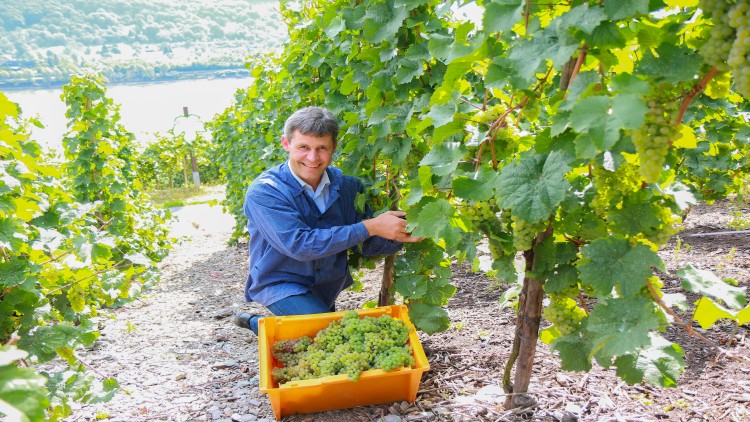Person in blauer Kleidung kniet in einem Weinberg und erntet grüne Trauben, die in einer gelben Kiste gesammelt werden.