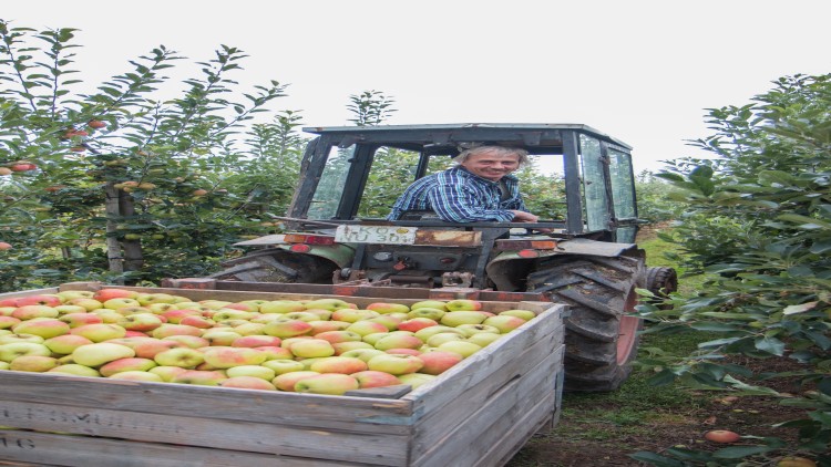 Ein Traktor steht zwischen Apfelbäumen, davor eine große Holzkiste voller rot-grüner Äpfel.